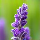 Close-up of fresh lavender sprigs showing vibrant purple flowers.