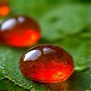 Bright red rosehip oil droplets on a green leaf.